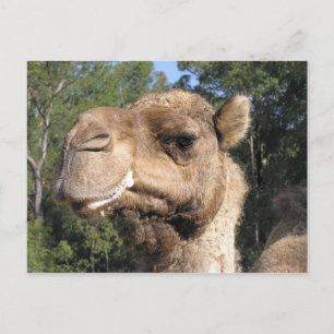 Carte postale du chameau