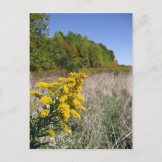 Carte postale du champ Automne