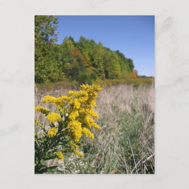 Carte postale du champ Automne (Devant)
