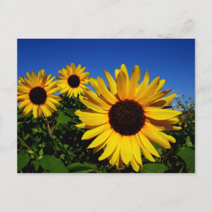 Carte postale du champ de tournesol