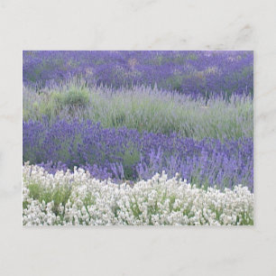 Carte postale du champ Lavender