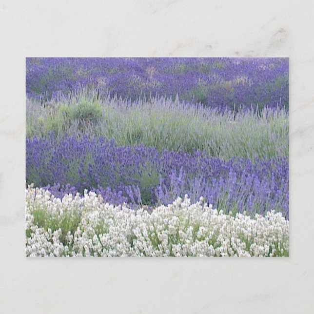 Carte postale du champ Lavender (Devant)