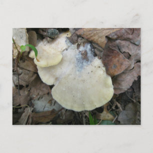 Carte postale du champignon à bracket crémeux