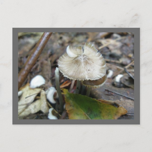 Carte postale du champignon Duo Frill (Devant)