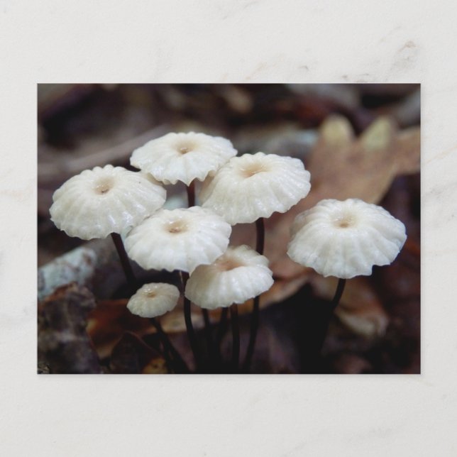 Carte postale du champignon Marasmius rotula (Devant)