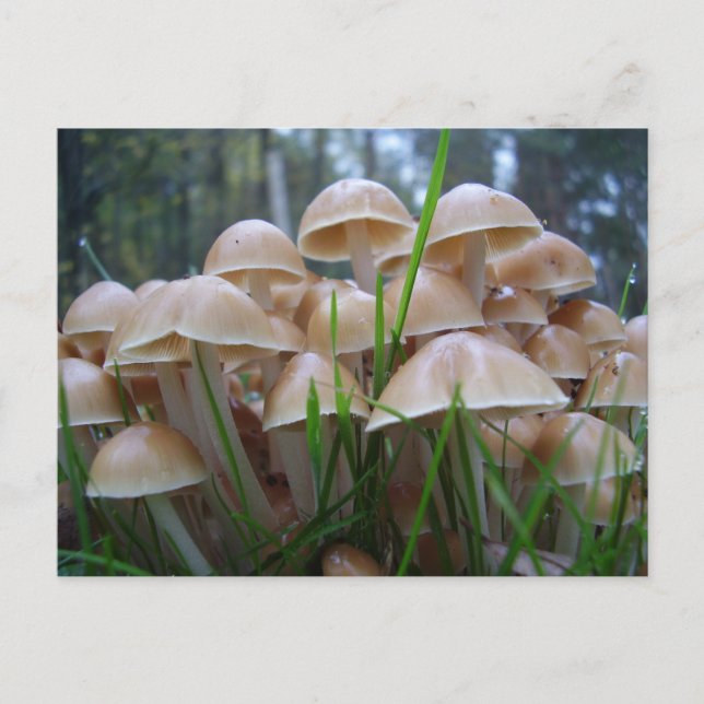 Carte postale du champignon Mycena inclinata (Devant)