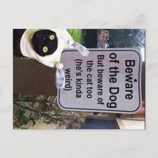 carte postale du chat