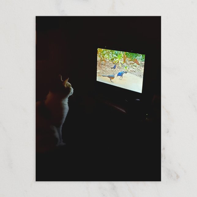 Carte postale du chat qui aime son temps d'écran (Créateur téléchargé)