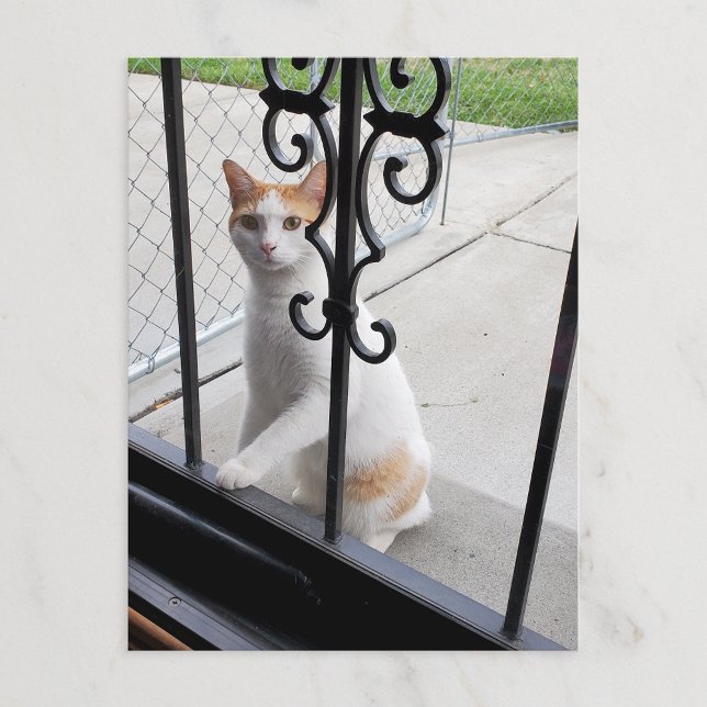 Carte postale du chat qui veut vraiment entrer (Créateur téléchargé)