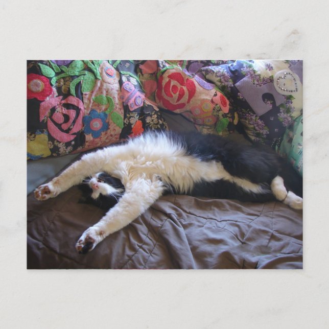 Carte postale du chat smoking faisant une vague me (Devant)