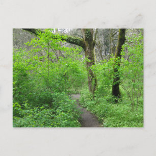 Carte postale du chemin forestier