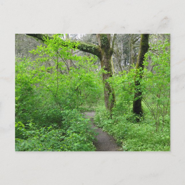 Carte postale du chemin forestier (Devant)