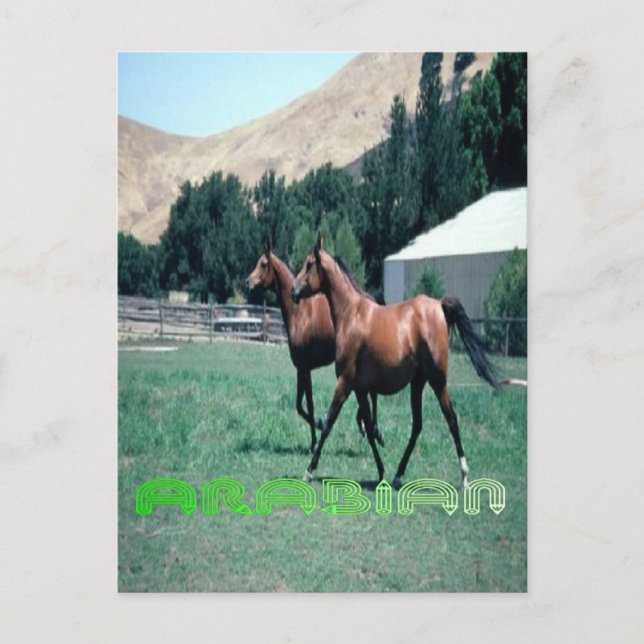 Carte postale du cheval arabe (Devant)