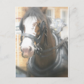 Carte postale du cheval brun Clydesdale