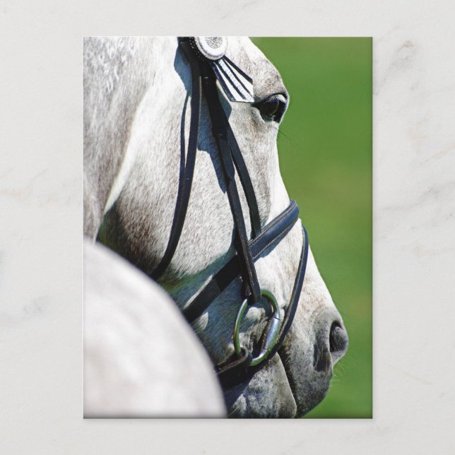 Carte postale du cheval gris (Devant)
