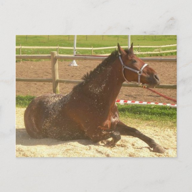 Carte postale du cheval - port de la heste (Devant)