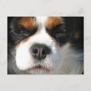 Carte postale du chien espagnol Cavalier King Char