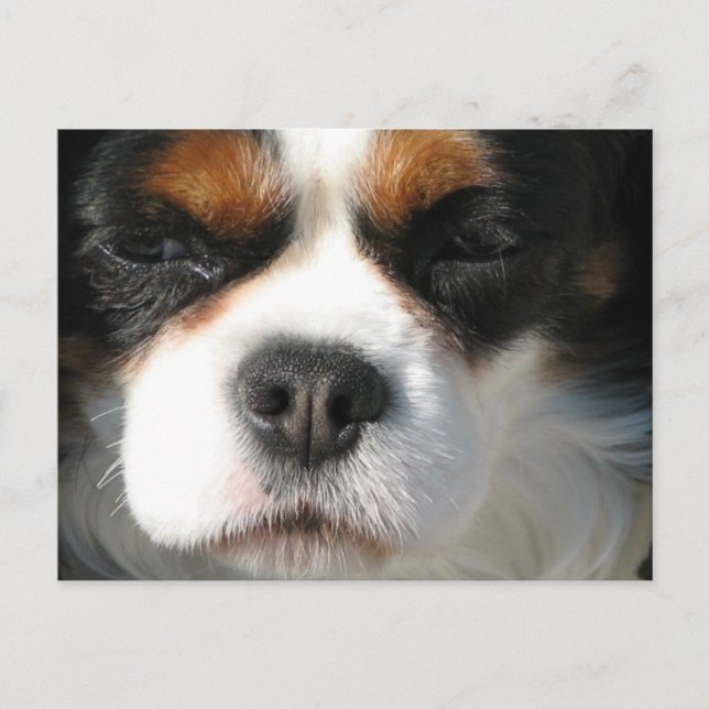 Carte postale du chien espagnol Cavalier King Char (Devant)