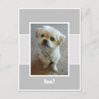 Carte postale du chien merveilleux Malshi