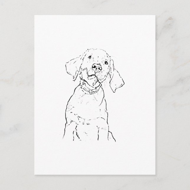 Carte postale du chien Retriever du Labrador (Devant)