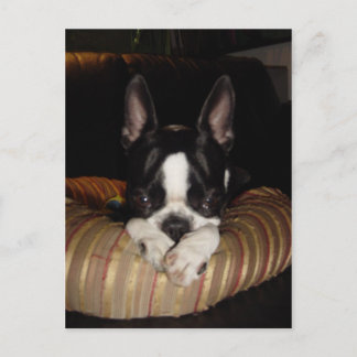 Carte postale du chiot de Boston Terrier