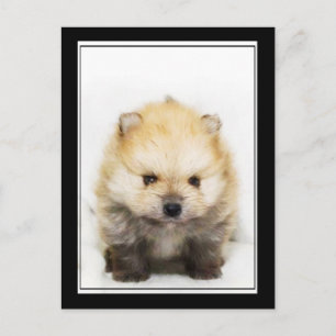 Carte postale du chiot de Poméranie