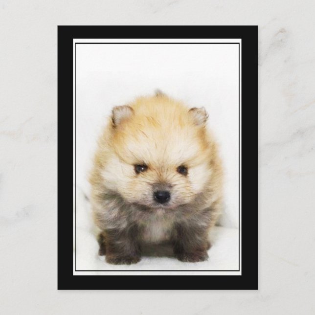 Carte postale du chiot de Poméranie (Devant)