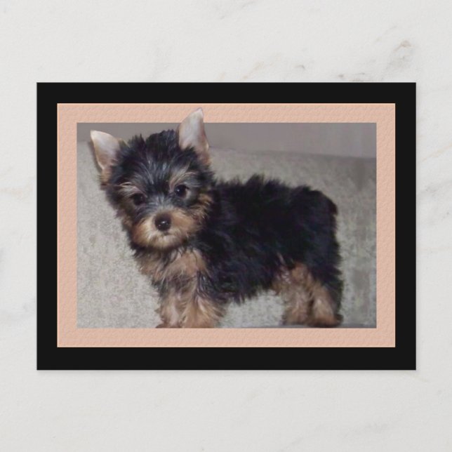 Carte postale du chiot Yorkshire Terrier (Devant)