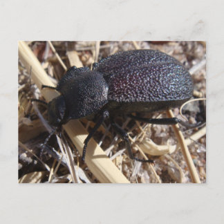Carte postale du coléoptère au sol