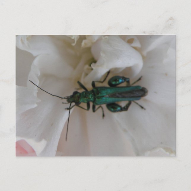 Carte postale du coléoptère de fleurs (Devant)