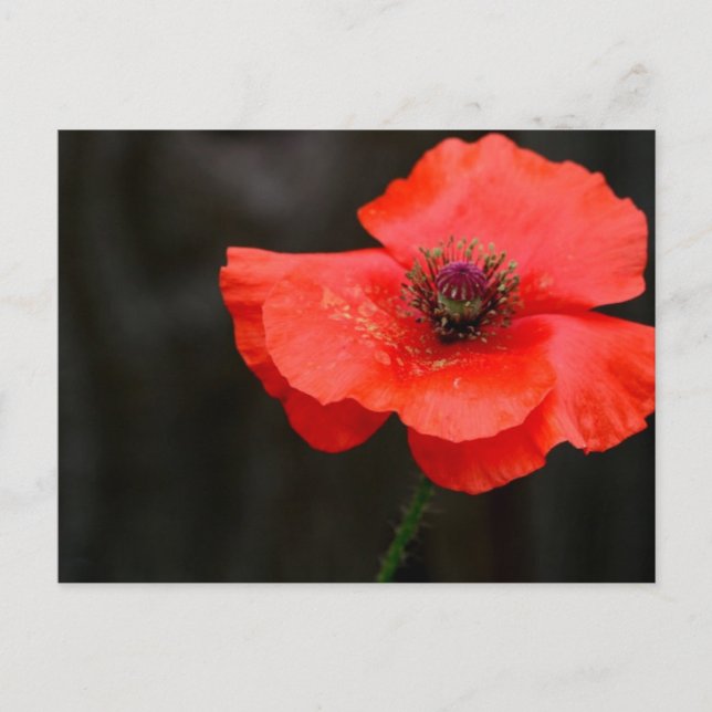 Carte postale du coquelicot rouge brillant (Devant)