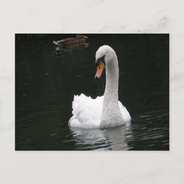Carte postale du cygne blanc (Devant)