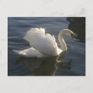 Carte postale du cygne blanc