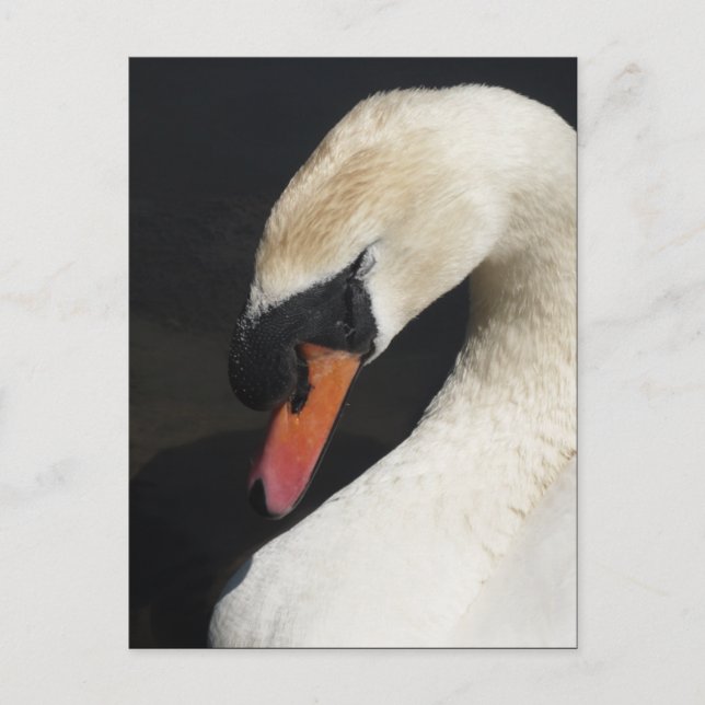 Carte postale du cygne dormant (Devant)