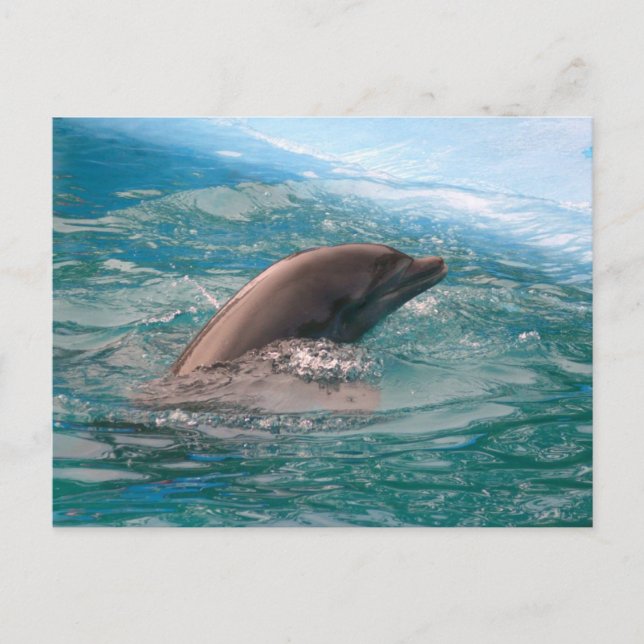 Carte postale du dauphin (Devant)