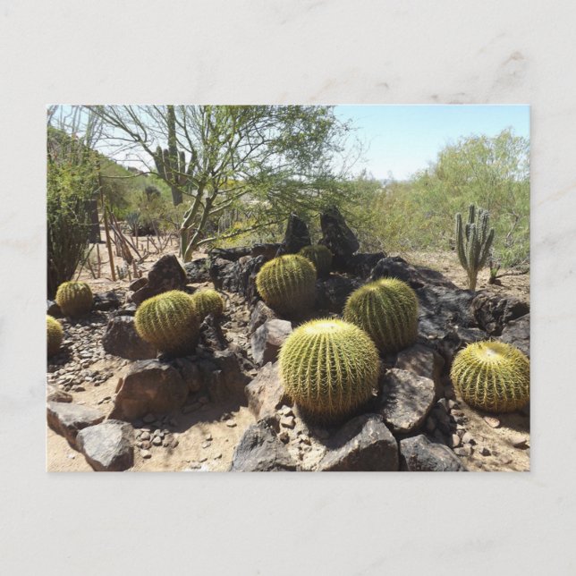 Carte postale du désert de Sonora (Devant)