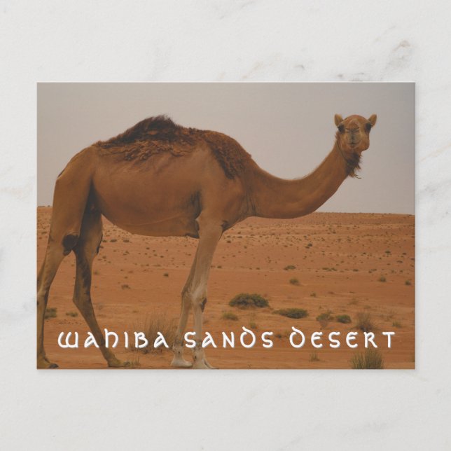 Carte postale du désert de Wahiba sands (Devant)