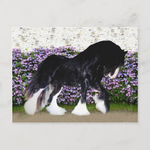 Carte postale du "Donegal"