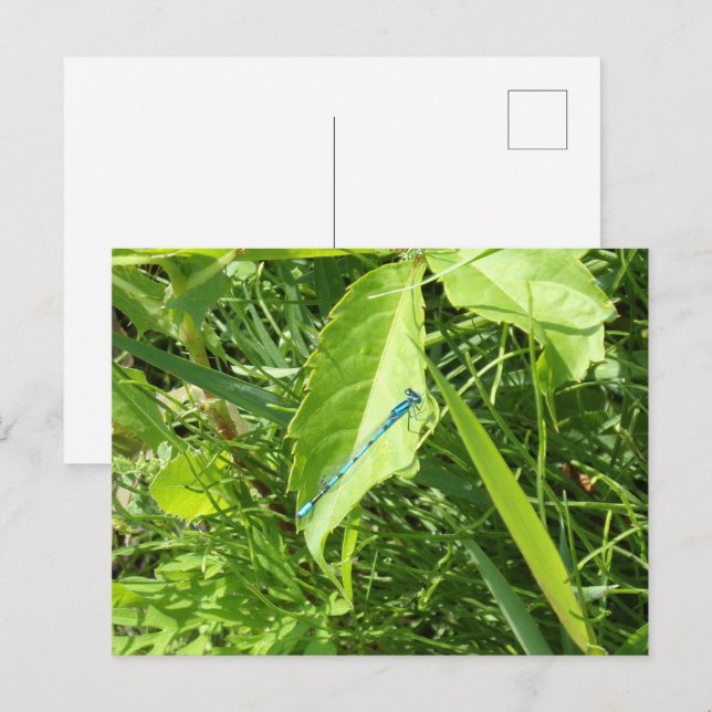 Carte postale du dragonfly bleu (Devant / Derrière)