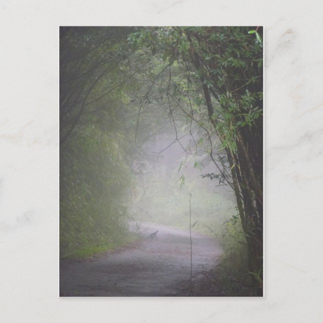 Carte postale du faisan de Mikado (Devant)