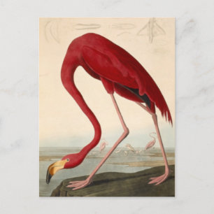 Carte postale du flamant rose d'Audubon