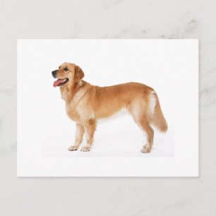 Carte postale du Golden Retriever alerte