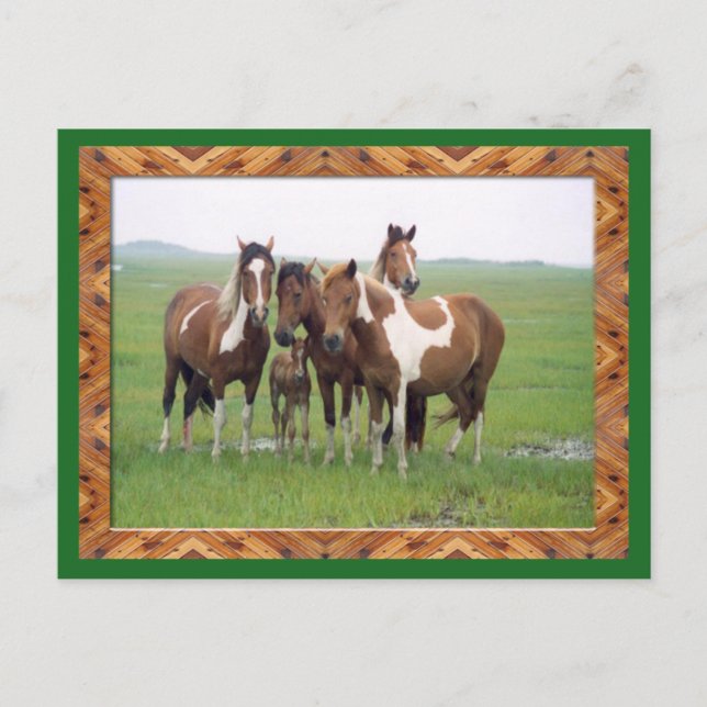 Carte Postale Du Groupe De Chevaux Appaloosa (Devant)