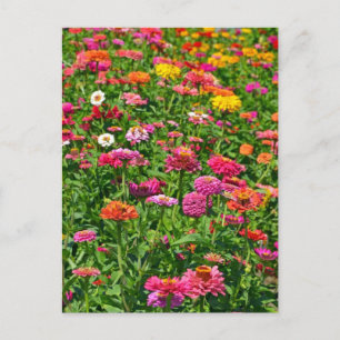 Carte postale du jardin dahlias coloré