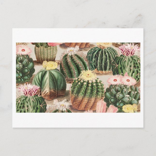 Carte postale du jardin de cactus (Devant)