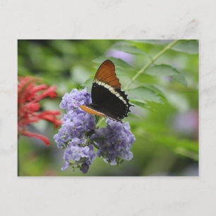 Carte postale du jardin papillon