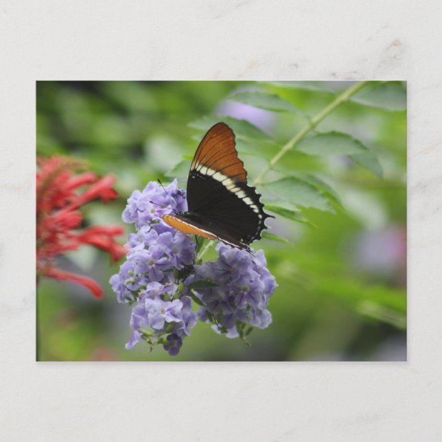Carte postale du jardin papillon (Devant)