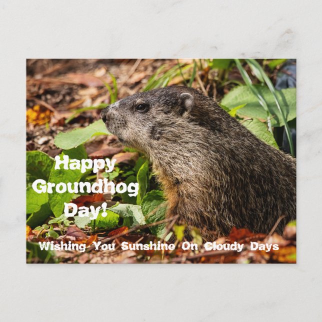 Carte postale du jour de la marmotte (Devant)