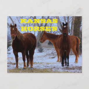 Carte postale du Kansas Country Horse