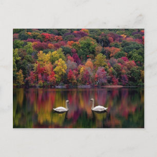 Carte postale du lac des cygnes